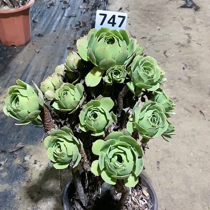 法师植物12345678