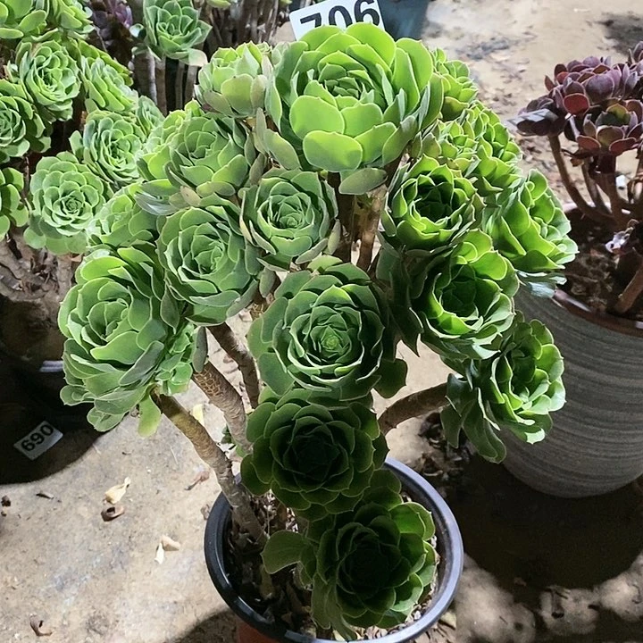 暴****ʕ法师植物12345678