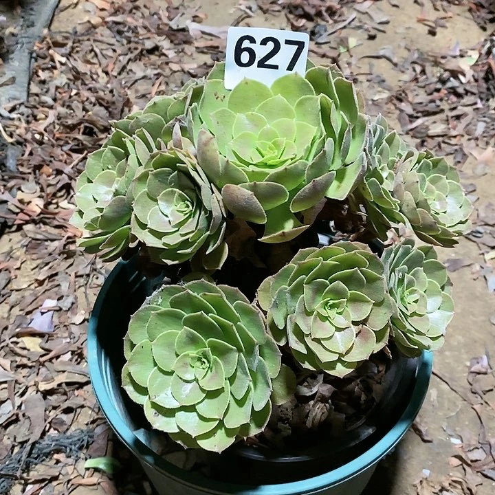 幸****你法师植物12345678