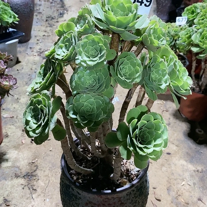 法师植物12345678