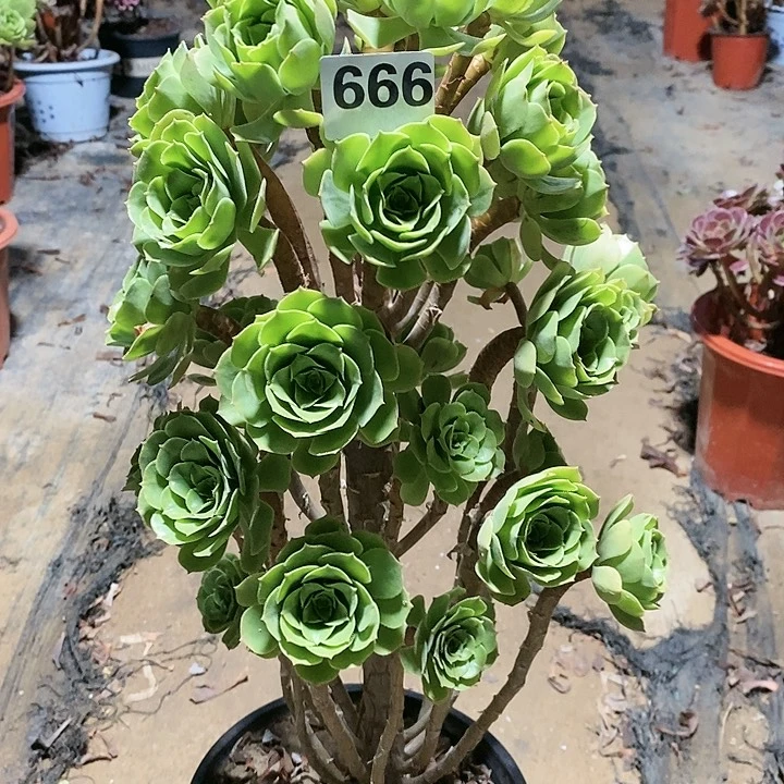 法师植物12345678