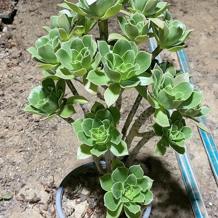 莲**心法师植物12345678