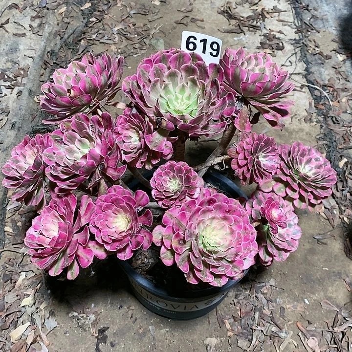 桂*轩法师植物12345678