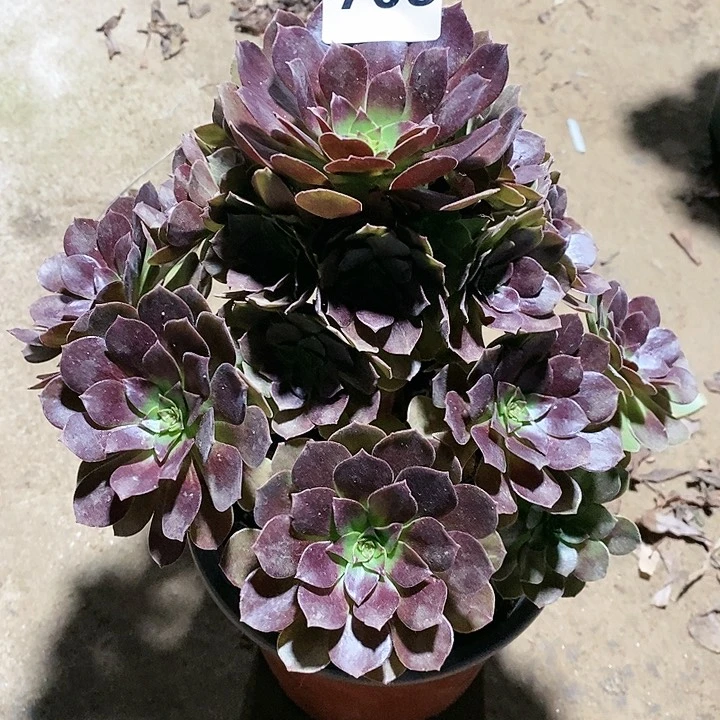 法师植物12345678