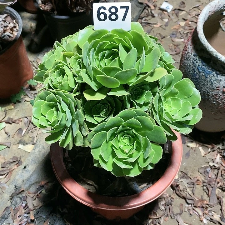 法师植物12345678