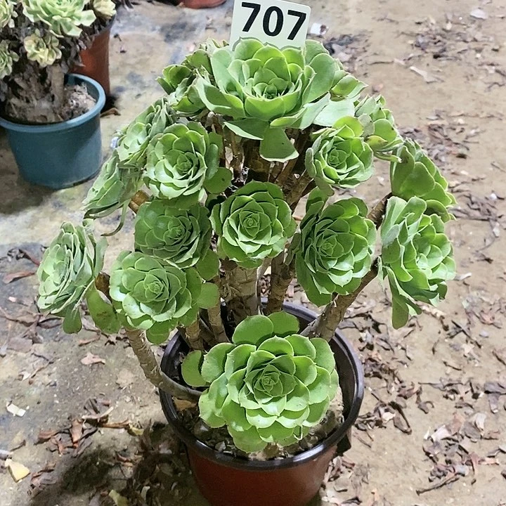 法师植物12345678