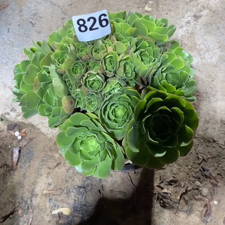 法师植物12345678