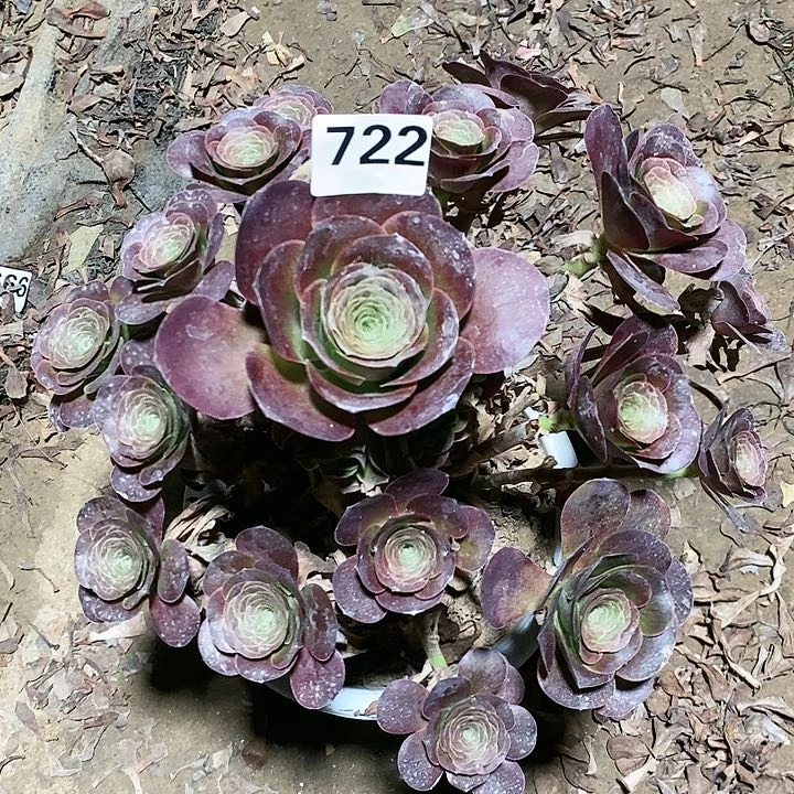 法师植物12345678