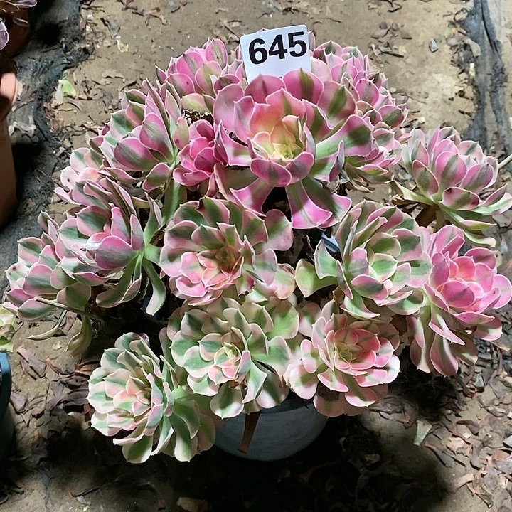 ぁ*範多肉植物12345678