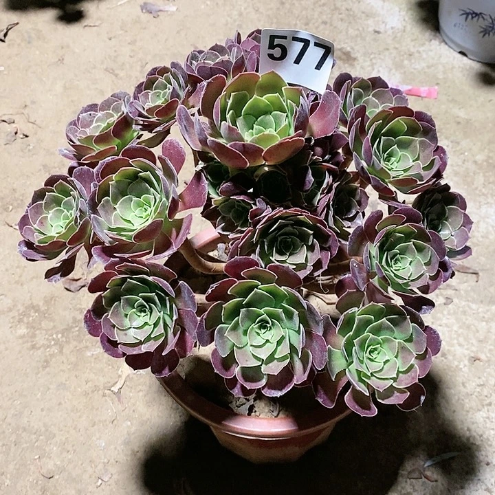 法师植物12345678