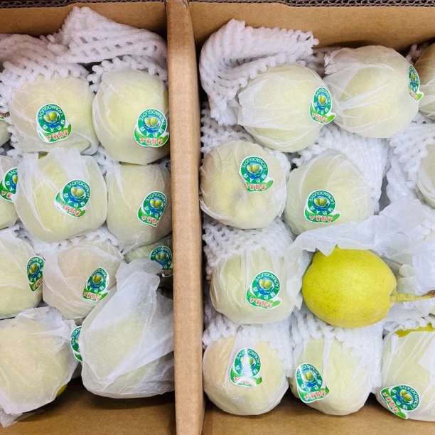 【特价】新疆库尔勒香梨散装5斤新鲜水果新疆维吾尔自治区