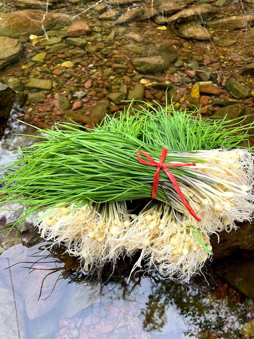 湖南野葱新鲜野菜现挖小根蒜胡葱沙葱野蒜薤白湘西野山葱包邮到家
