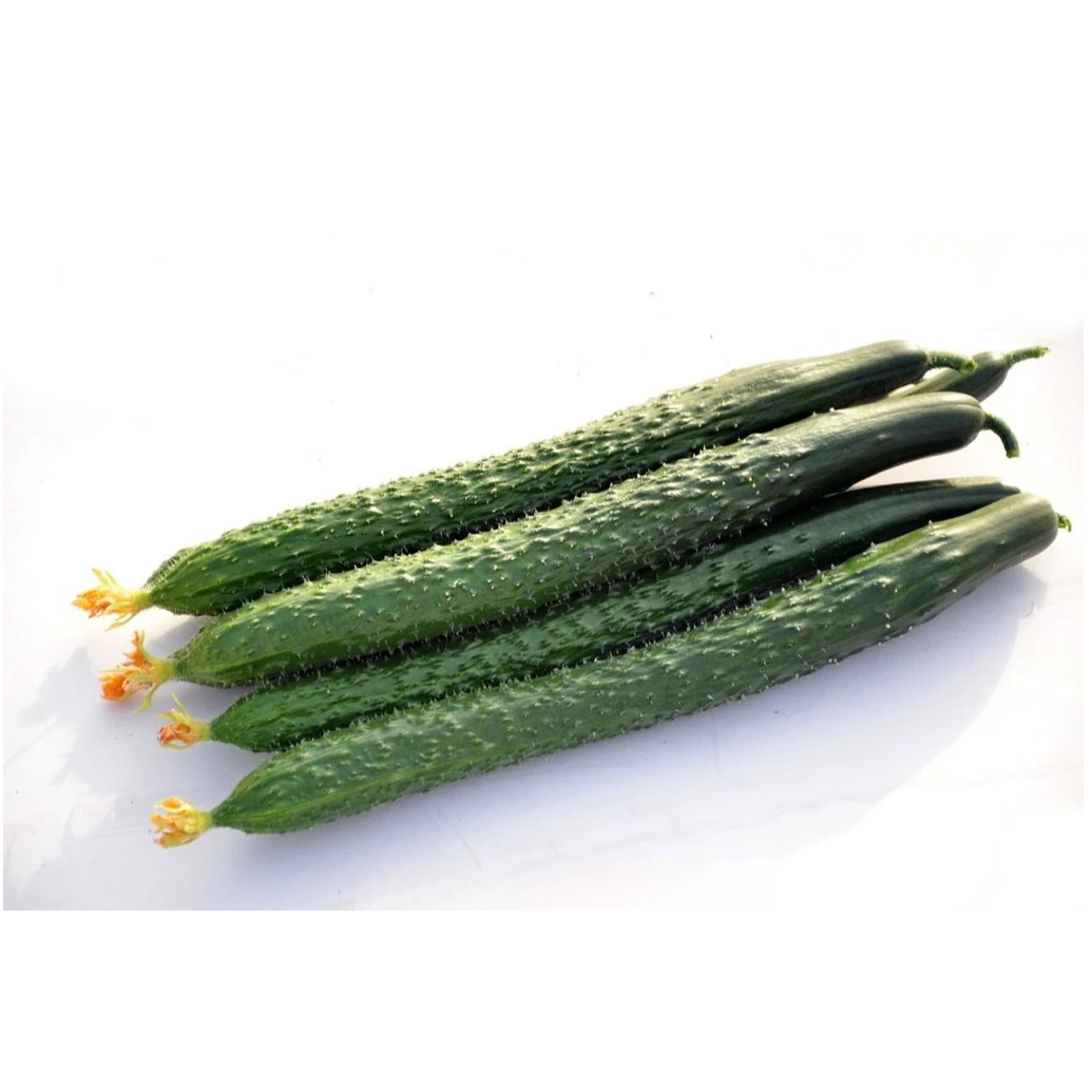 辽宁凌源水黄瓜1000g±100g/袋新鲜黄瓜同城送黄瓜同城配