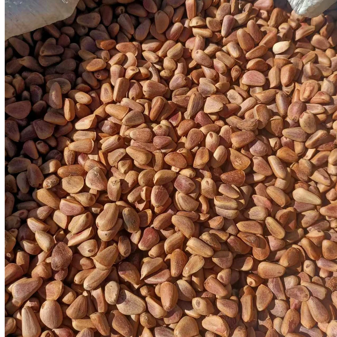 东北长白山野生优质大粒饱满生松子原滋原味越嚼越香 顺丰包邮