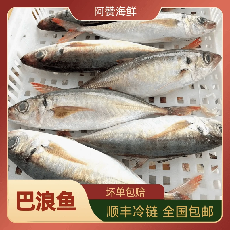 福建海捕红尾特大巴浪鱼新鲜上岸全国包邮7条内5斤