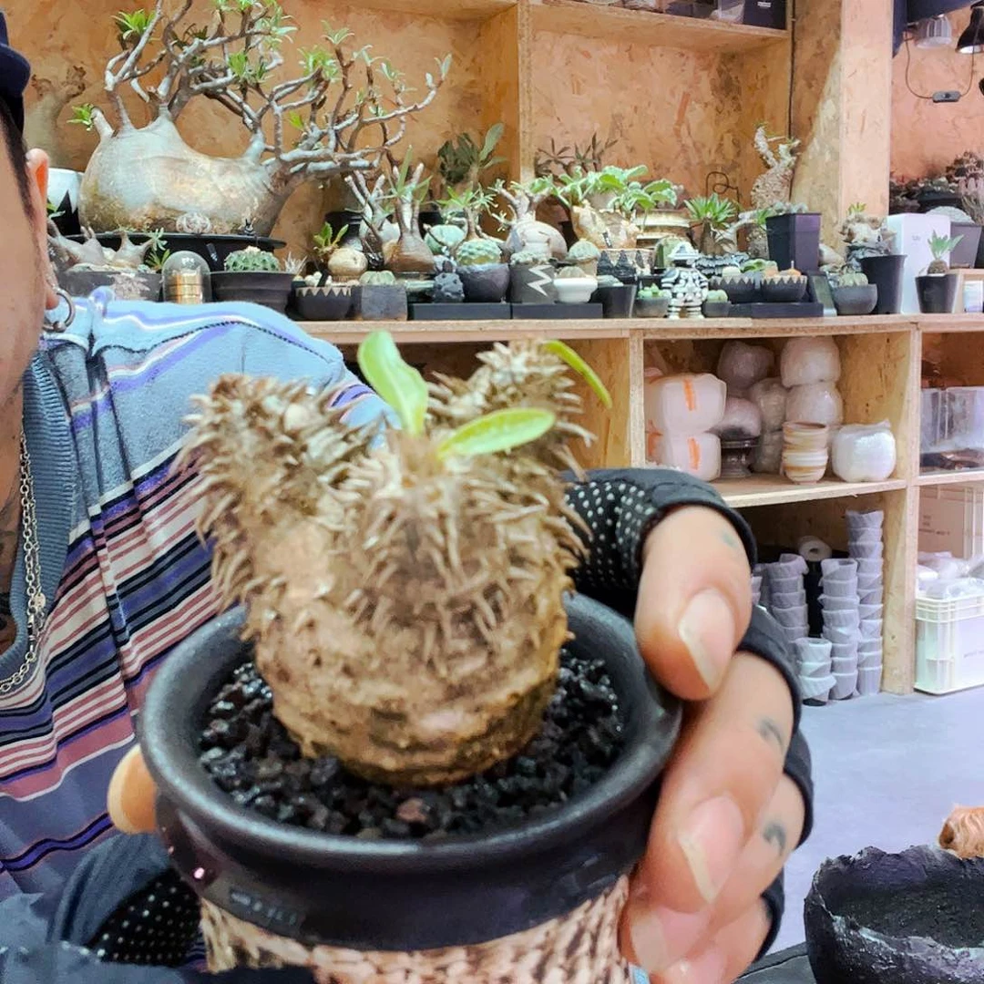 惠比大黑带cyd蛇皮盆