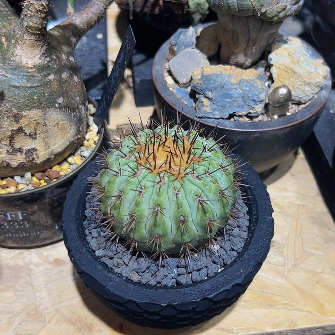 娇娇娇娇娇娇娇娇娇娇娇娇