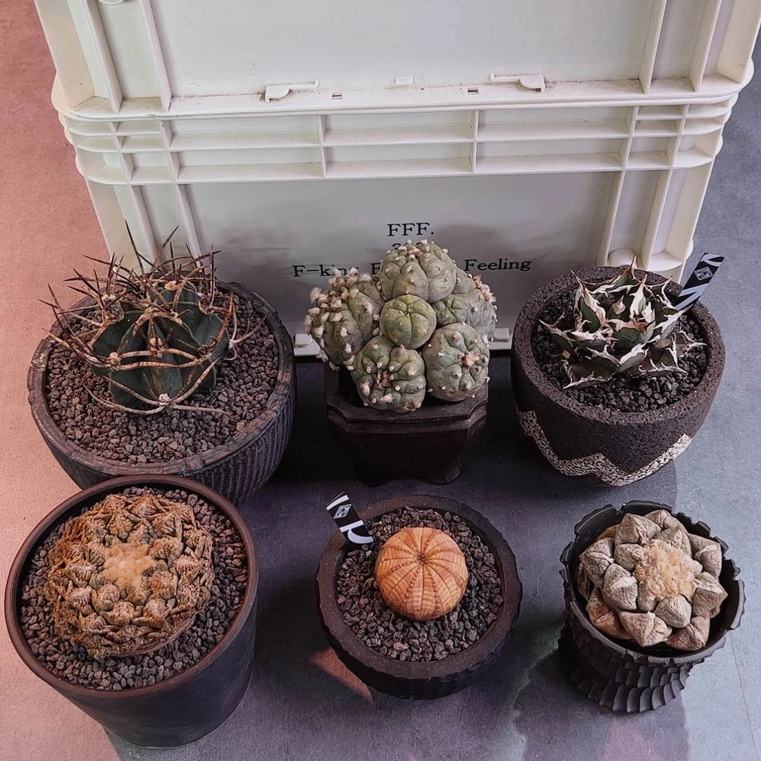 六开三999一个娇娇娇娇娇娇