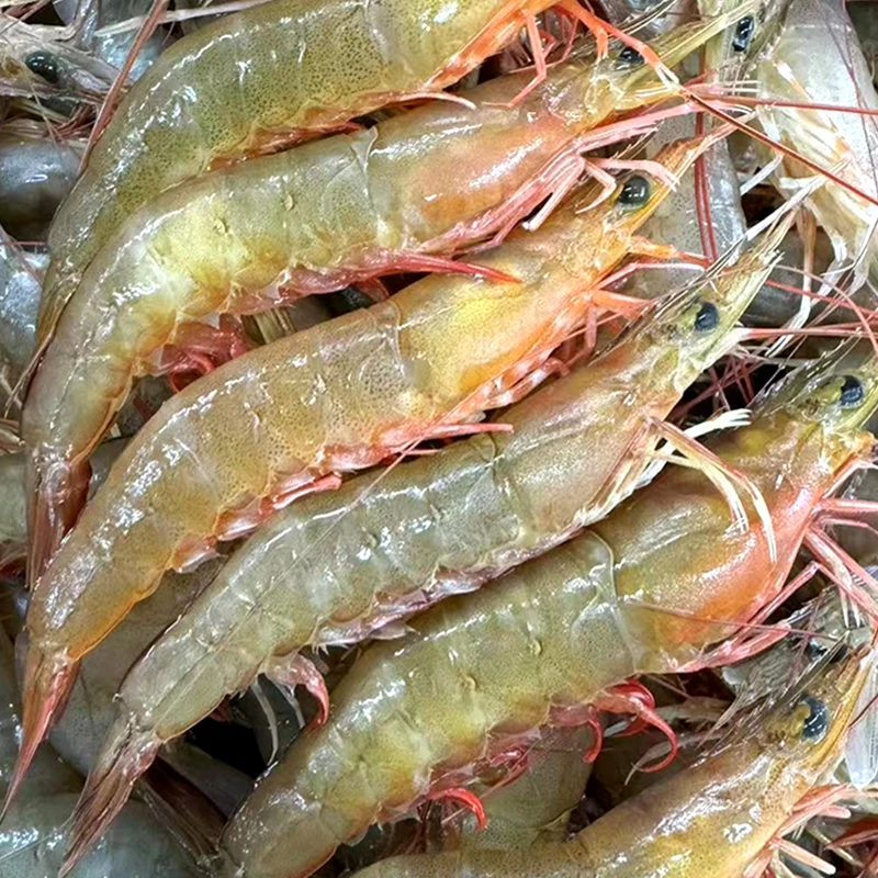 5斤3斤野生麻虾 新鲜海捕沙卢虾1斤1盒