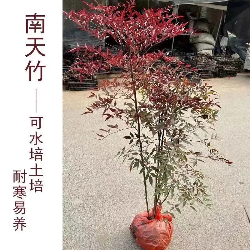 火焰南天竹老庄户外庭院耐寒耐热地栽水培室内装饰四季绿化好看