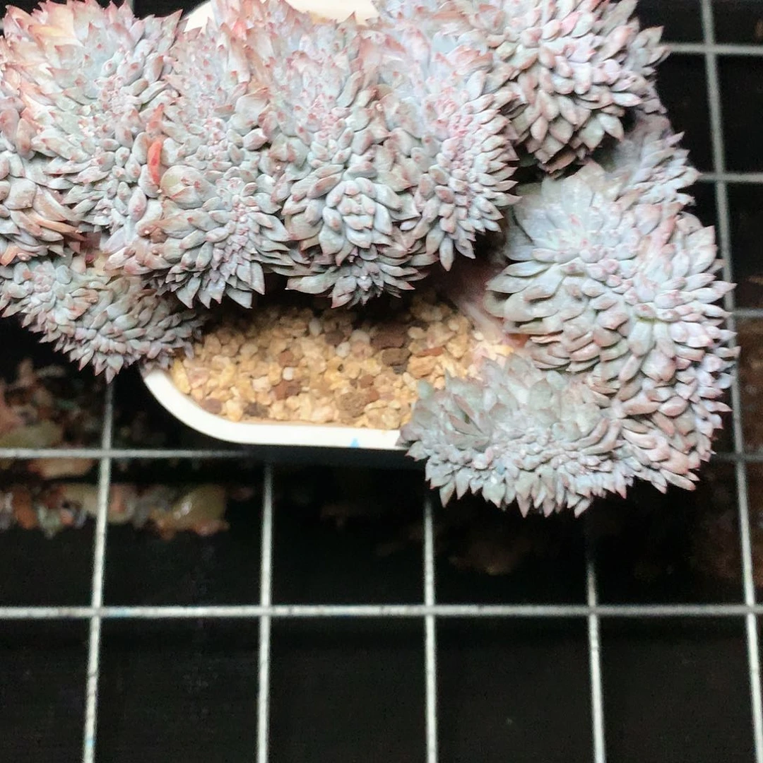 哆**兔1017-18客户zhuanpa