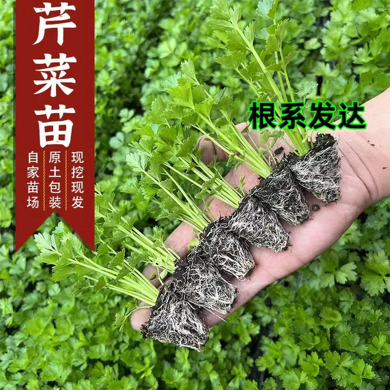 秋冬芹菜苗四季蔬菜苗西芹小香芹秋季盆栽阳台小院种苗秧苗带原土