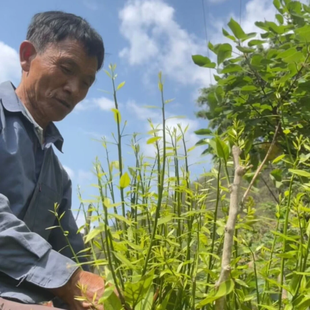 正宗云南红河雷公菜苗长蕊甜菜苗