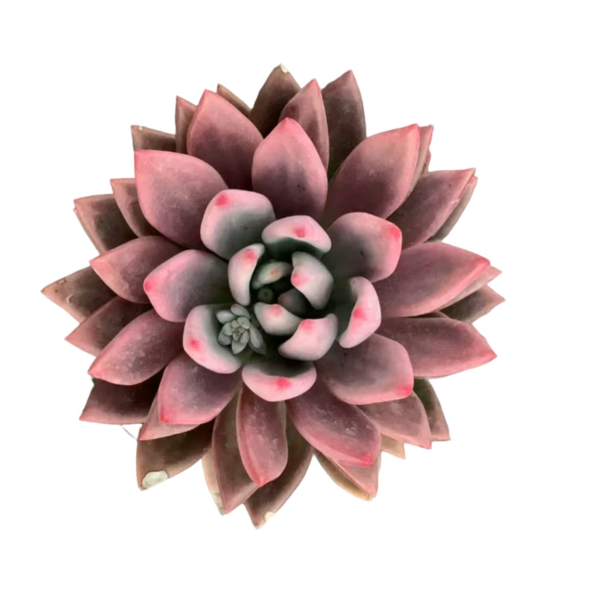 精品老桩多肉  桃花源  新人福利【轻微断枝不售后】