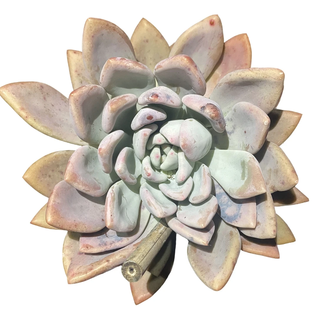 单头长桩奥普  盆栽 老桩多肉 【轻微断枝不售后】