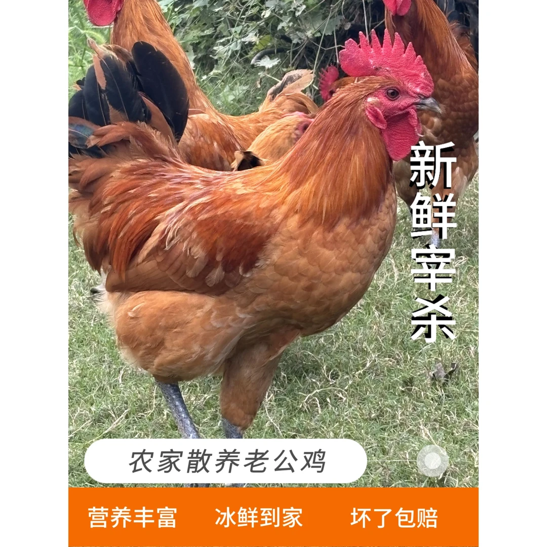 田宝（农品)甄选   农村散养老公鸡  新鲜  冷藏  健康  真空包装
