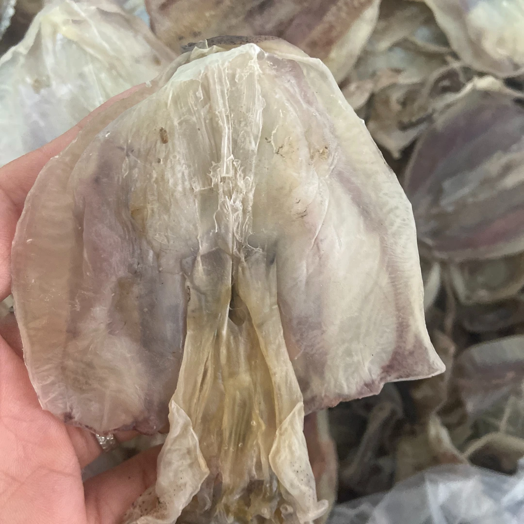 本港浅海穿孔软时鱼