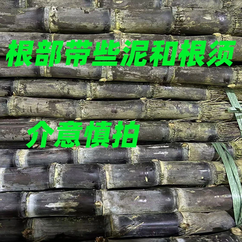 W广西黑皮甘蔗5斤9斤节不是很长根部带有些泥带须介意慎拍