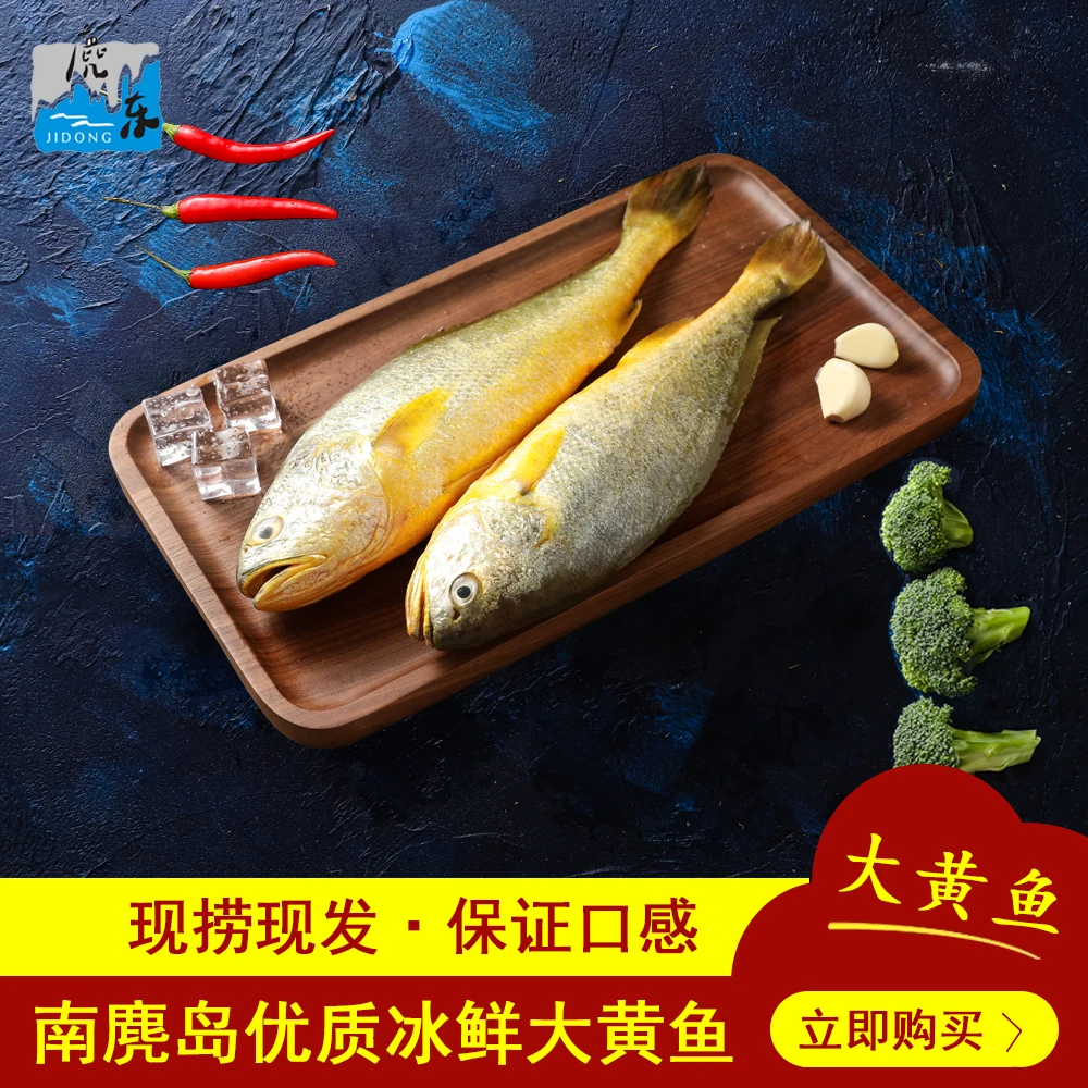 麂东冰鲜南麂岛大黄鱼310g-550g/条*2现捕现捞新鲜