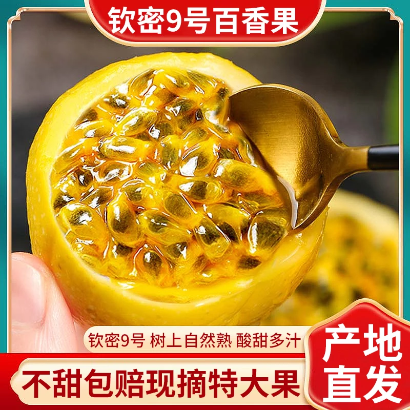 【钦蜜9号12个果】黄金百香果正宗福建漳州果园现摘直销酸甜多汁