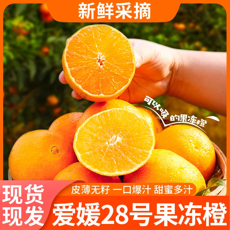 【爱媛28号果冻橙】福建平和果冻橙当季橙香极化渣味鲜美爆甜多汁