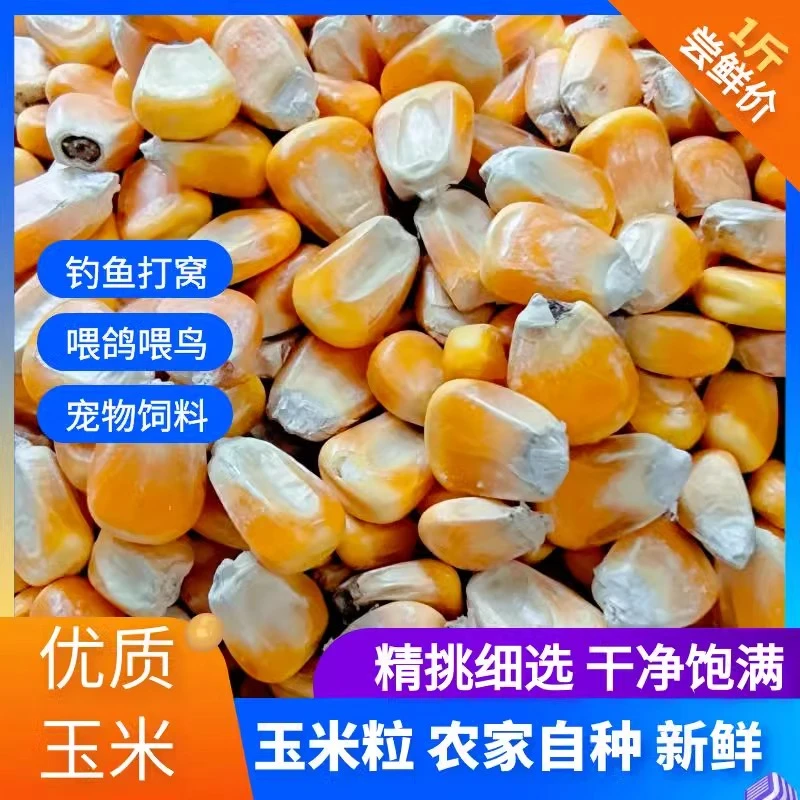农家自种干玉米粒苞谷米粒喂鸡鸭鹅兔鸽子动物饲料钓鱼打窝干净