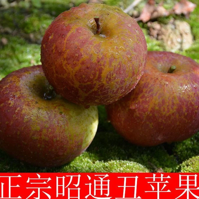 现摘昭通丑苹果新鲜苹果脆甜多汁现摘现发爽口甜非大凉山盐源苹果