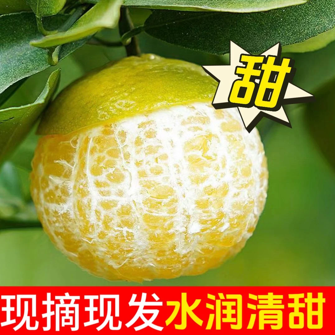 正宗广西皇帝柑时令水果贡柑桔子薄皮柑橘一整箱现货批发新鲜精品