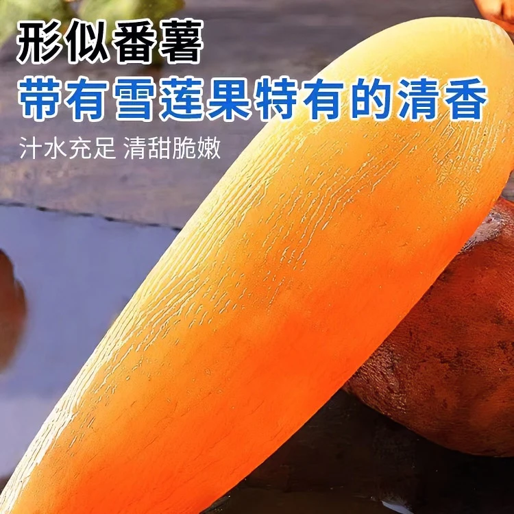 正宗现挖云南天山雪莲黄当季孕妇新鲜当季水果雪莲果香甜肉厚皮薄