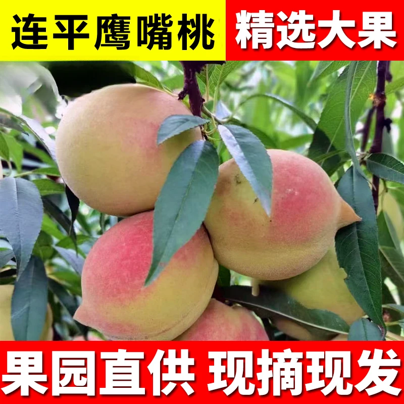 连平鹰嘴蜜桃新鲜水果当季河源现发上坪鹰嘴桃甜脆水蜜桃子当时令