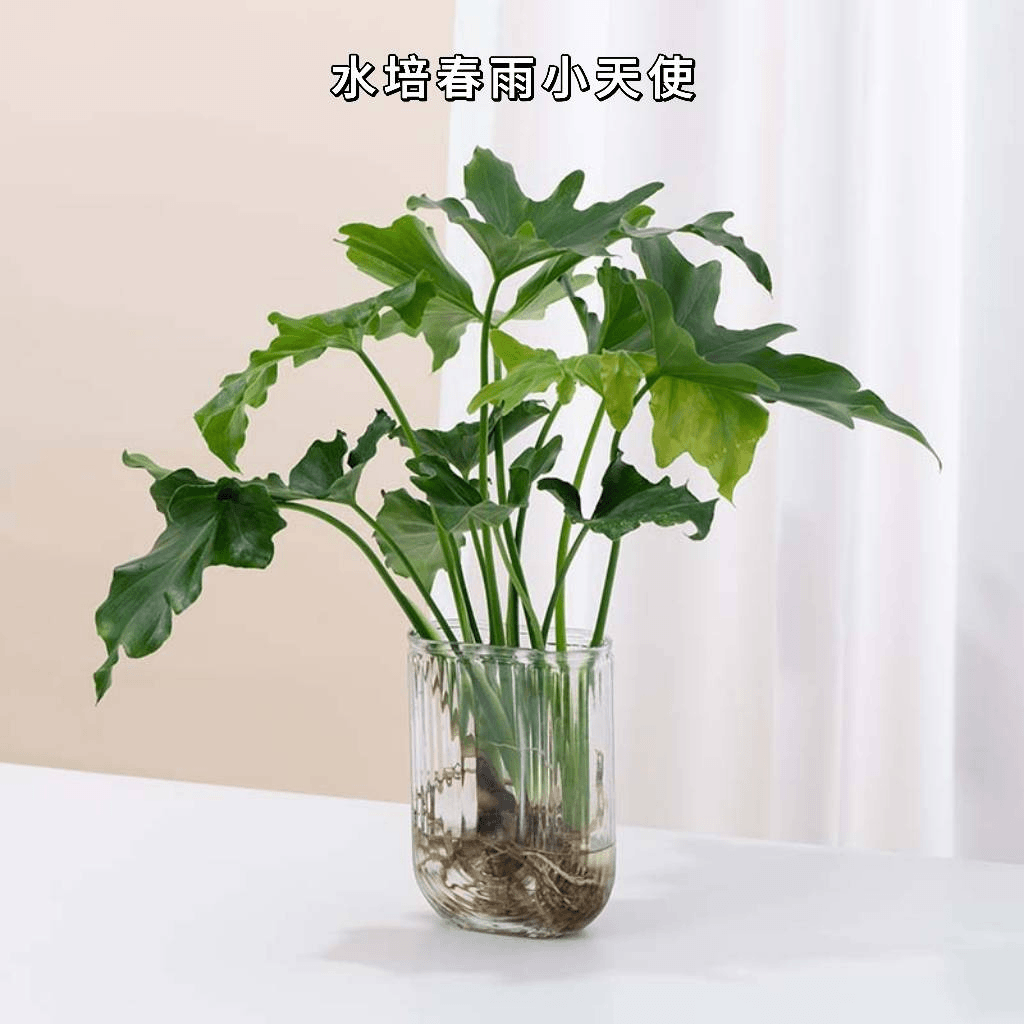 【送U型玻璃瓶】春羽小天使龙鳞春羽好养易活水培室内桌面观赏绿植