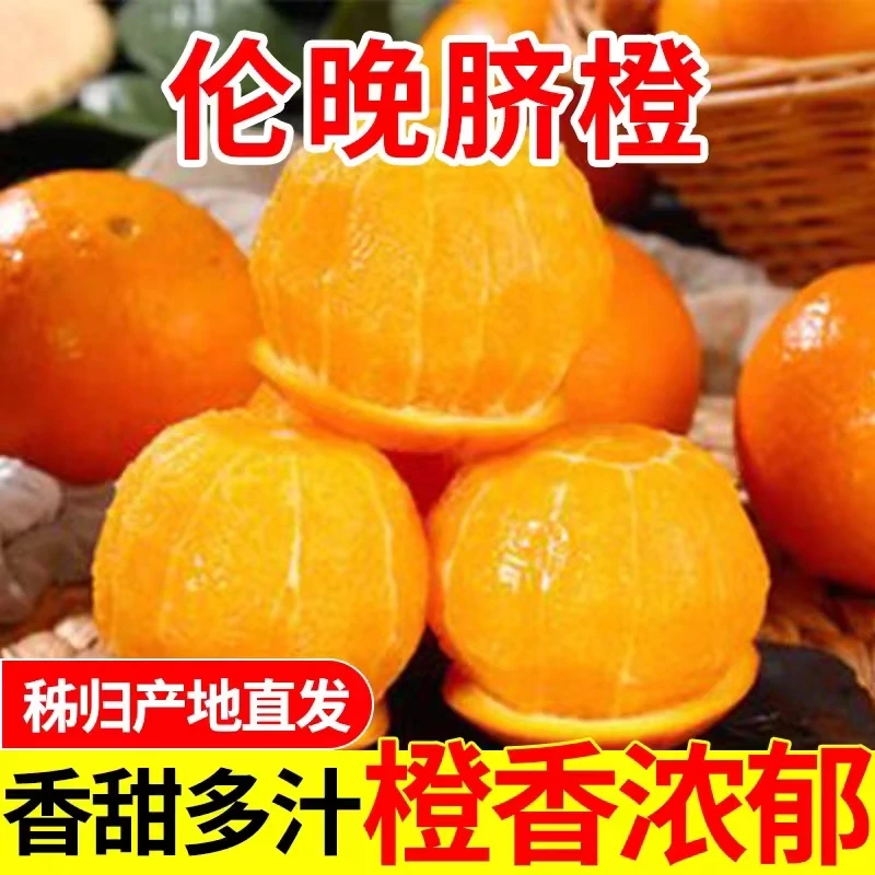 秭归伦晚橙大果4.5－5斤鲜橙皮薄多汁现摘现发