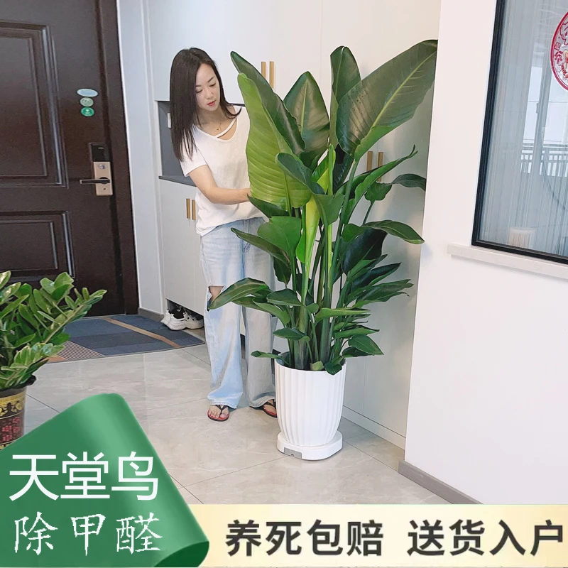 天堂鸟盆栽客厅办公室内大型绿植四季花卉大叶植物新房家用吸甲醛