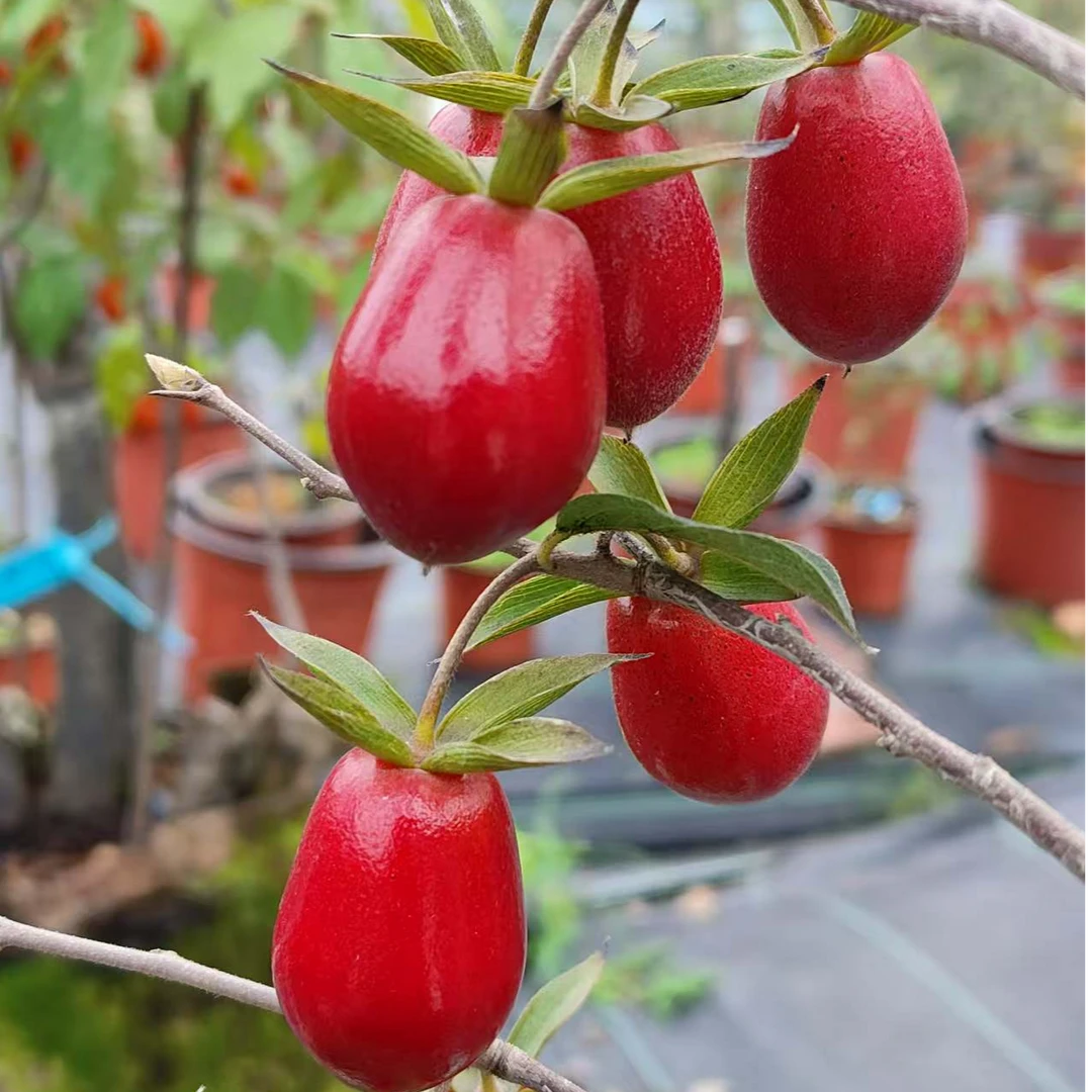 老鸦柿品种嫁接苗一物一拍