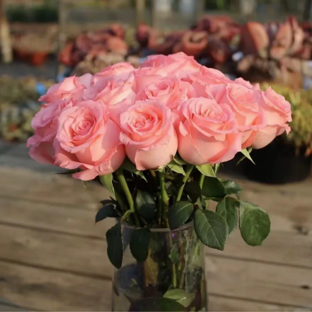 【品味花卉】戴安娜单头玫瑰