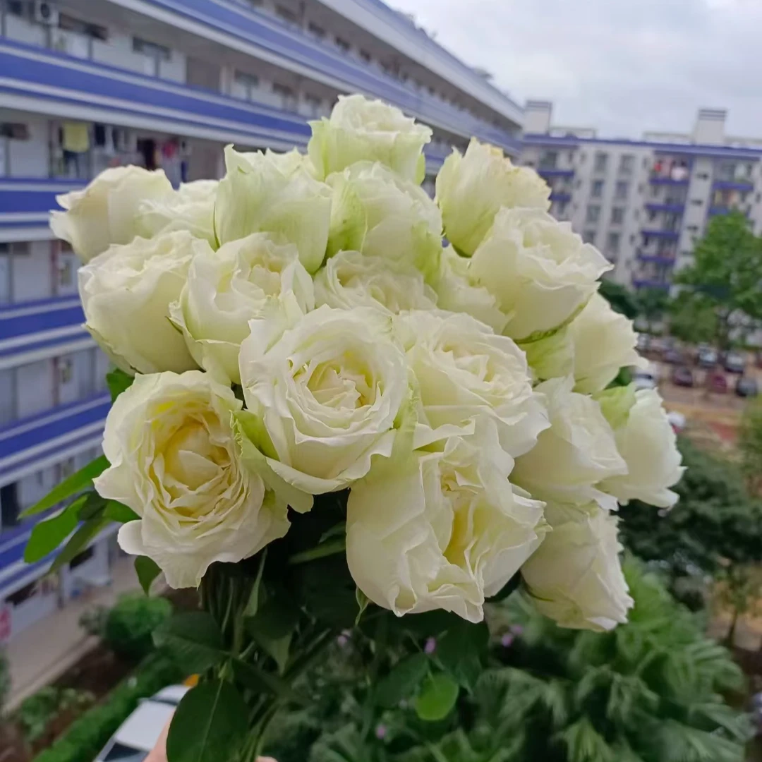 【品味花卉】坦尼克单头玫瑰