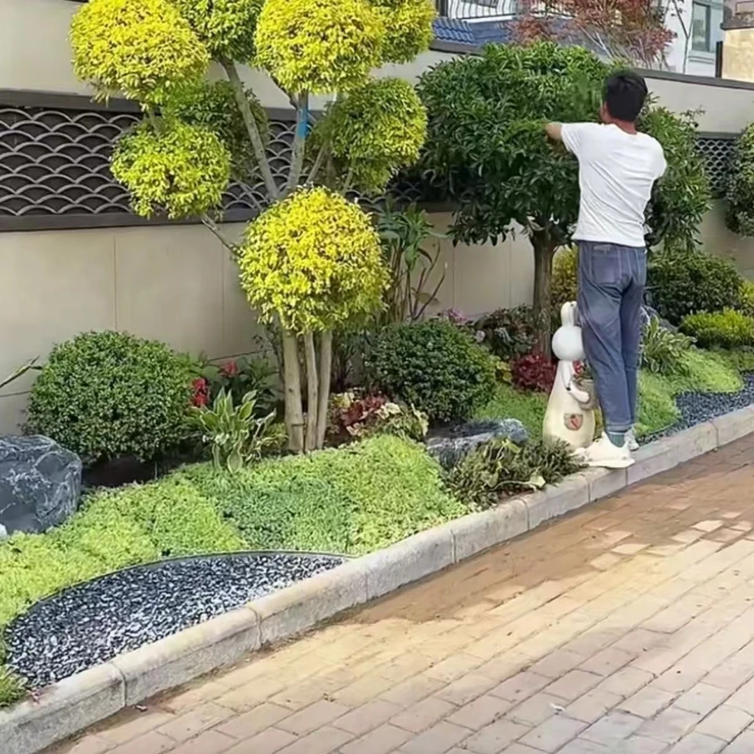 小叶造型地景盆景 树庭院别墅植物小区盆景老桩 多头造型庭院别墅