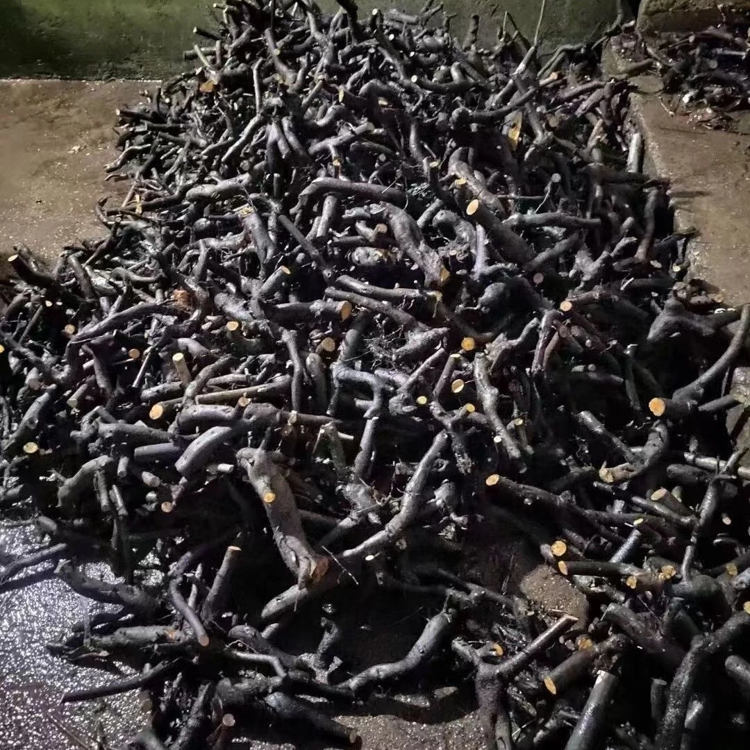 金弹子盆景盆栽提根熟桩精品开花结果观果植物公桩老桩野生灌木