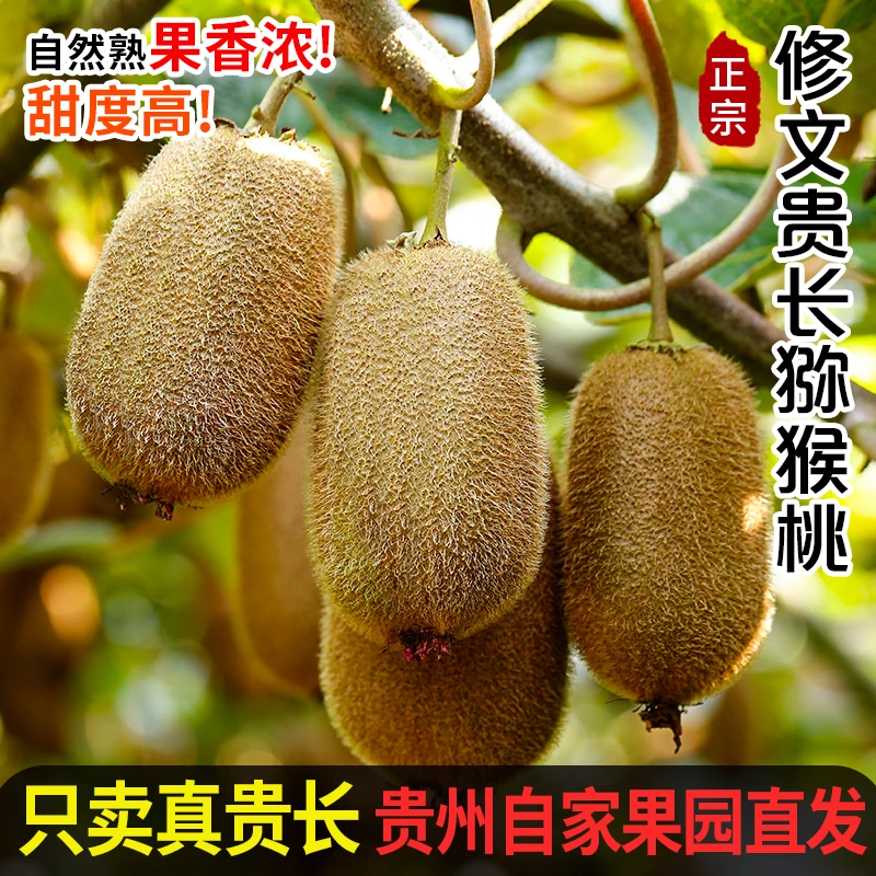 络腮胡贵州修文贵长绿心猕猴桃现摘新鲜水果奇异果孕妇水果12枚