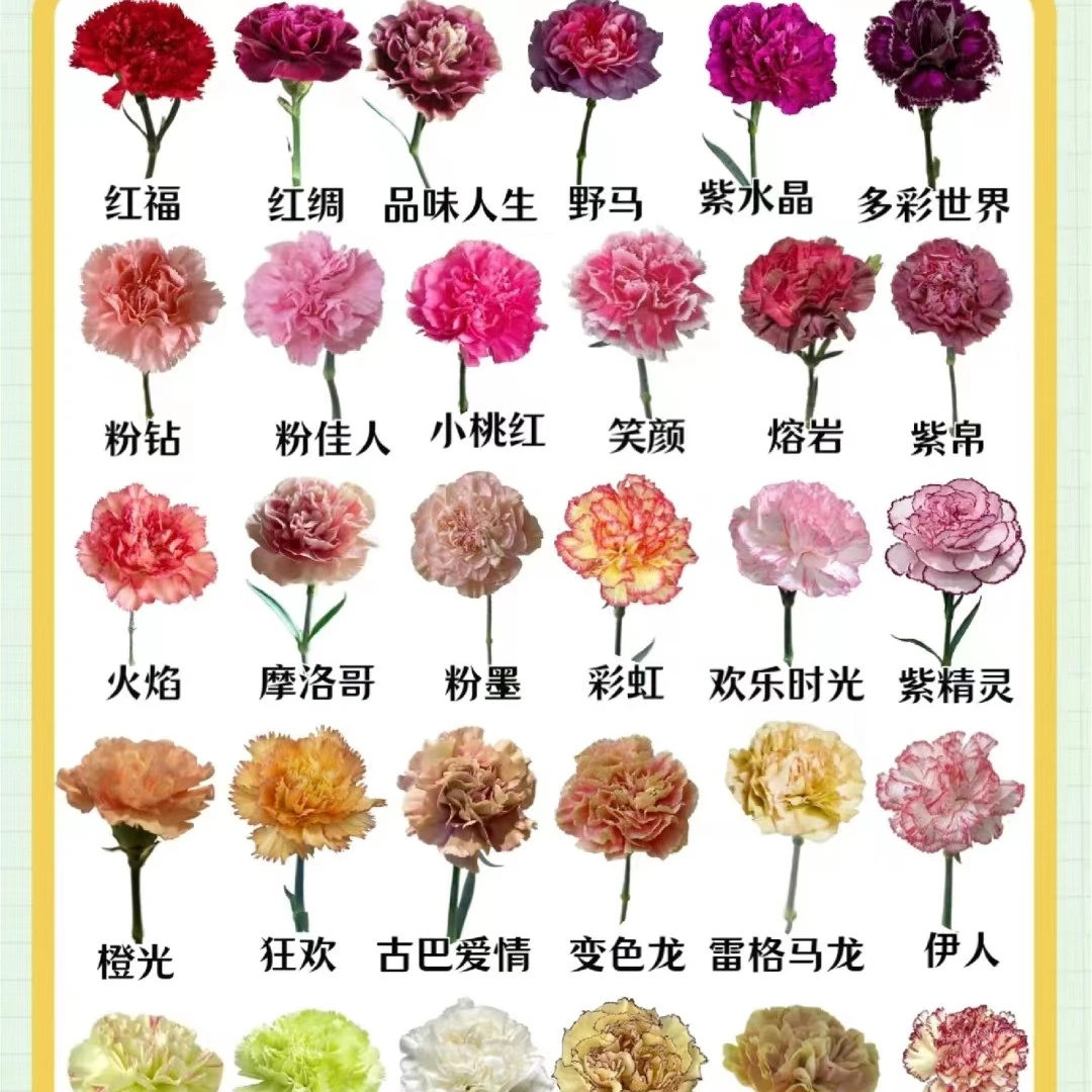 包邮康乃馨云南鲜花鲜切花感恩之花家居办公室花期长好养护花束